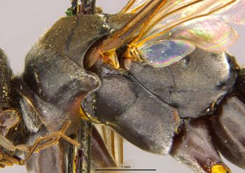 Media type: image;   Entomology 13682 Aspect: thorax lateral
